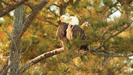 A pair of bald eagles on a pine tree