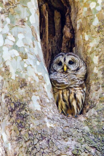 Barred Owl in a tree fork at James River Wetlands Park