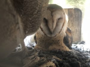 An image of two barn owls in a nest box