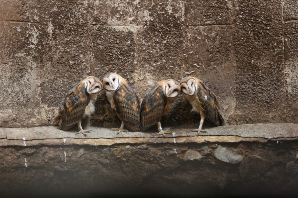An image of four young but fledged barn owls on a ledge