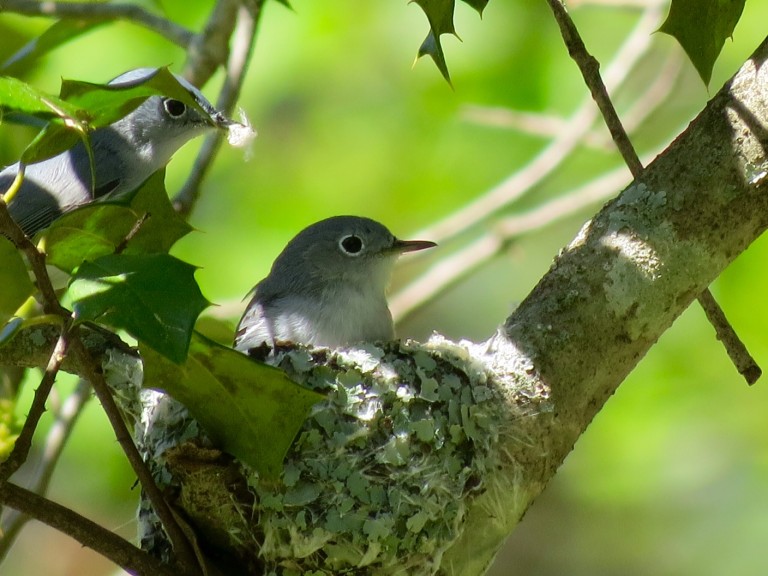 An image of two blue grey gnatcatchers sitting on a lichen and fiber nest