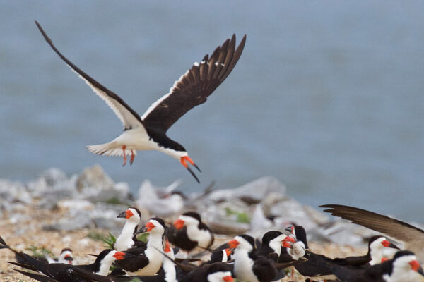 An image of a flock of black skimmers; one has a common tern chick in it's beak. these birds are white with a black wings, back and neck and a bicolored orange and black tipped beak.