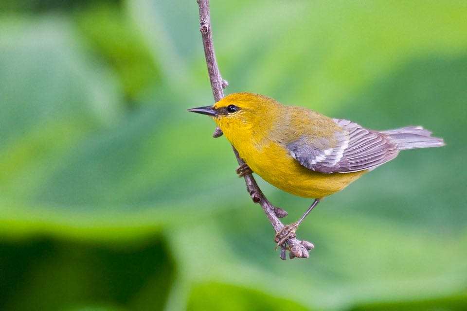 An image of a blue winged warbler; one of the priority species in the database