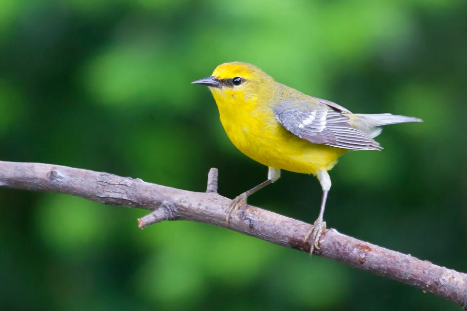 An image of a blue winged warbler on a branch