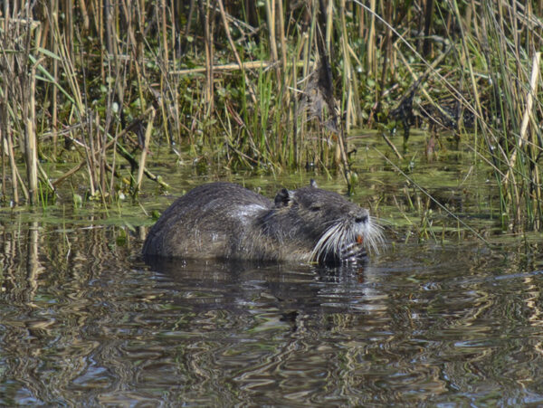 A close-up of a nutria swimming in a calm body of water, surrounded by tall grasses and reeds. The nutria has a thick, dark brown fur coat and prominent whiskers, with its eyes partially above the water's surface.