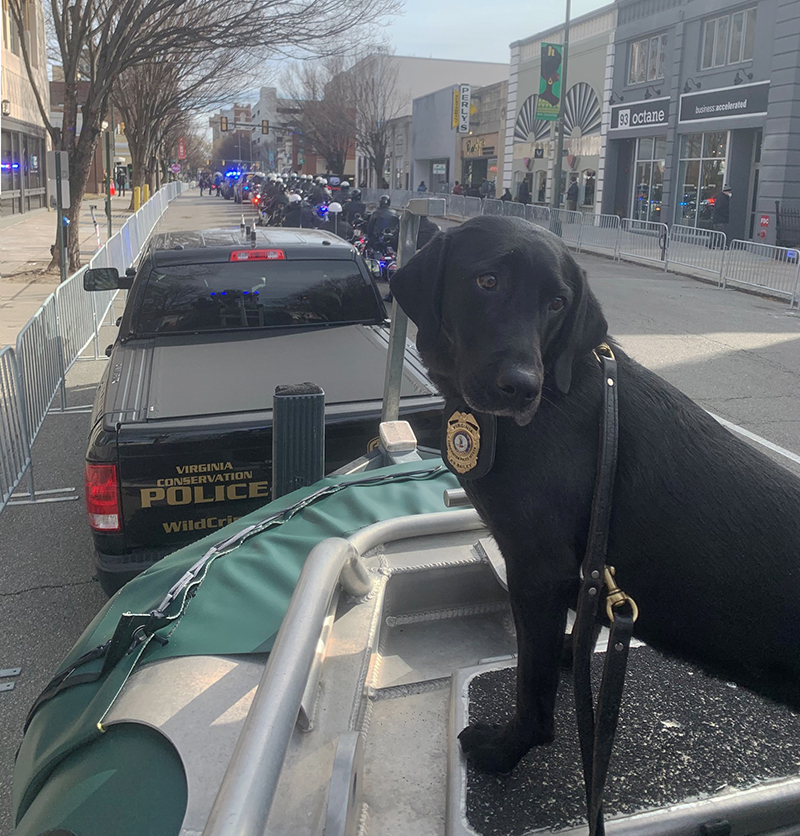 K9 Bailey riding on a CPO float in the Governor's inaugural parade.