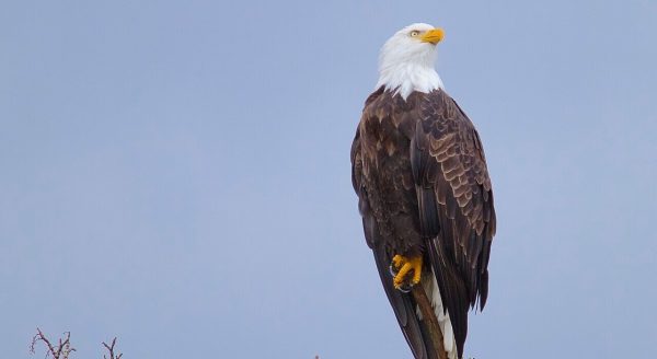 Bald eagle on a branch
