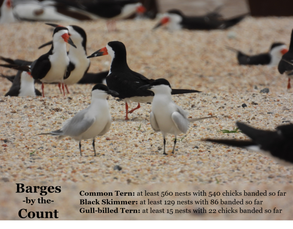 An image of a flock of seabirds with the statement that 560 common tern nests, 129 black skimmer nests and 15 gull billed tern nests were found on the barges