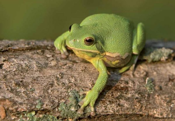 An image of a barking treefrog on a stick