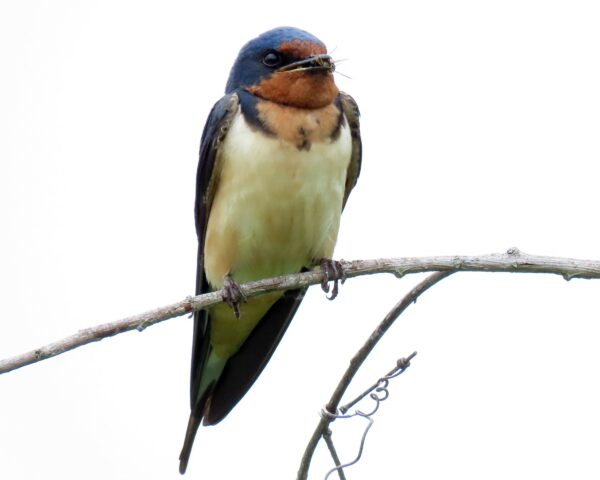 A barn swallow on a branch