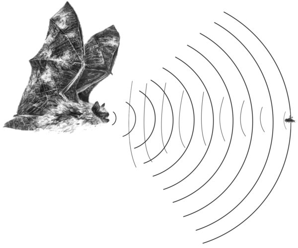 An image describing echolocation; the bat emits a sound which when it hits an object such as a flying insect will bounce back towards the back allowing them to hear the echo of their prey.