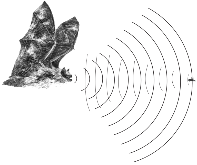 Bats Echolocation Song at Amy Foster blog