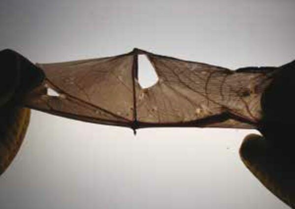 An image of a bat's wing with multiple tears; a damage associated with white-nose syndrome