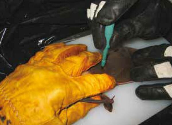 A biologist collecting a wing punch sample from a Virginia Big eared bat