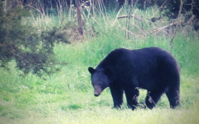 Animal Bear And Girl Sex Xxx - How to Judge the Age and Sex of Black Bears | Virginia DWR