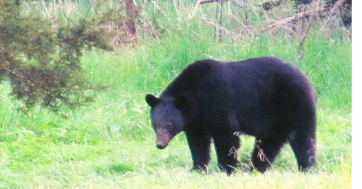 How to Judge the Age and Sex of Black Bears | Virginia DWR