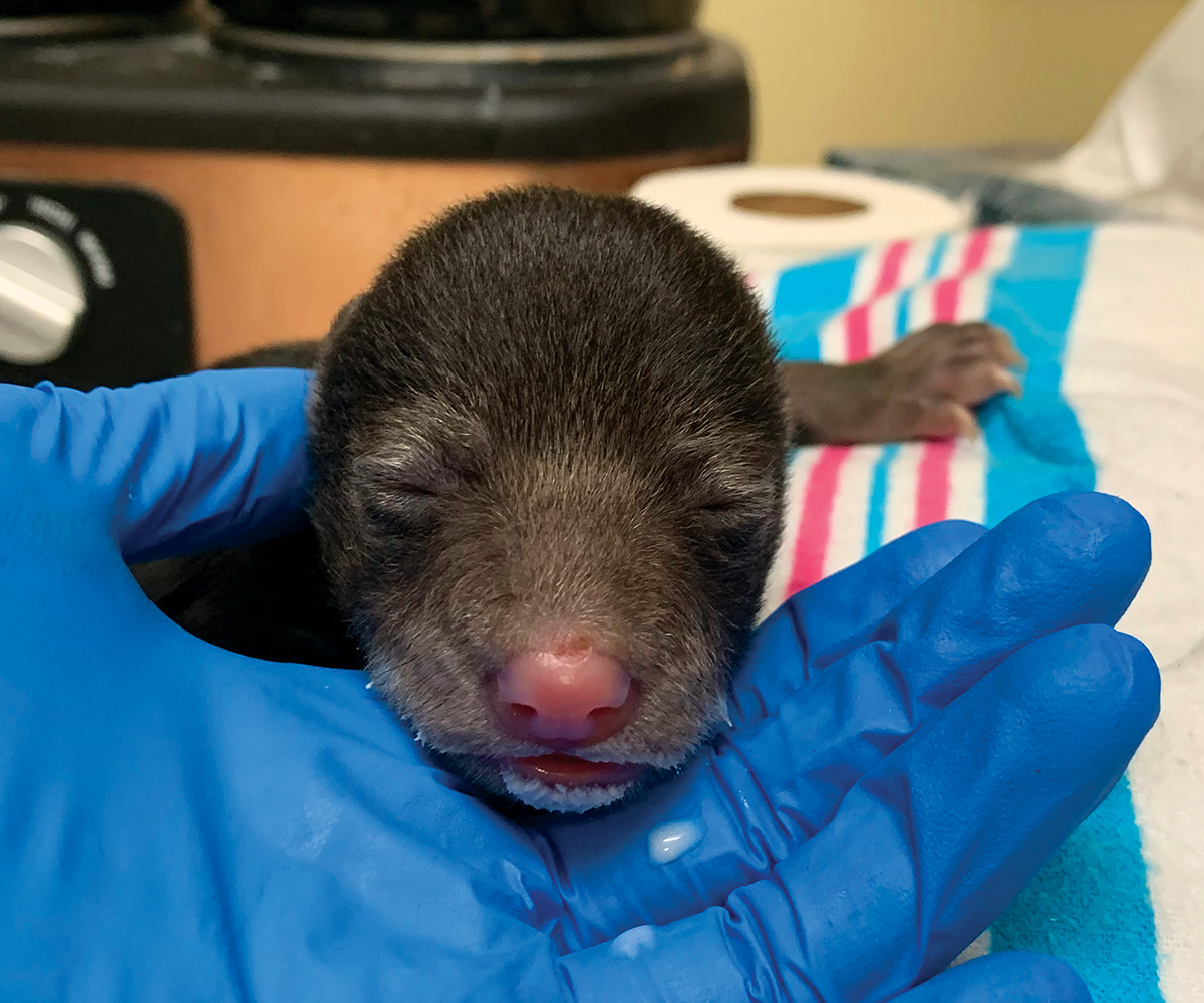 This tiny bear cubs was taken to The Wildlife Center of Virginia after a family dog brought it home to surprised owners.