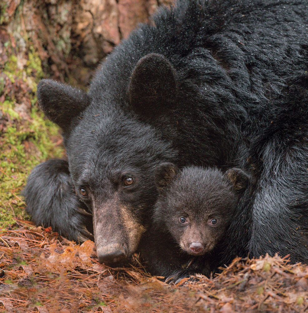 A female bear protectively cradles one of her young cubs in the spring forest. 