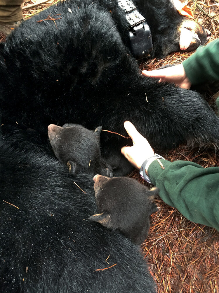 After sedation and collar placement on this female bear, the natal cub and a newly introduced orphan cub were placed together