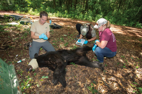 Bear being collared for the DWR research program