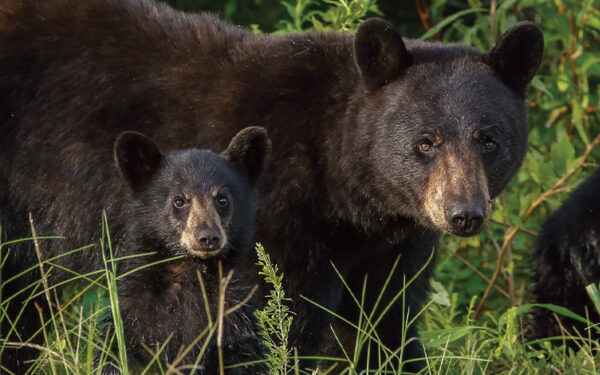 Bear cub and mother