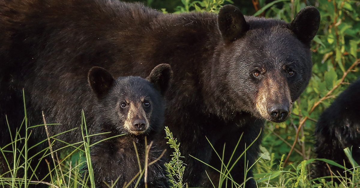 Rising Cubs Learning Center