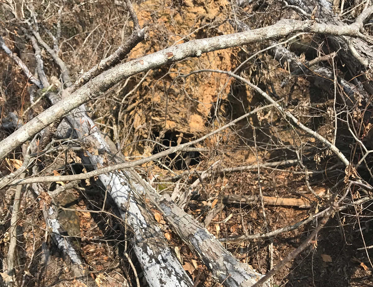 An image of a hole in the ground covered by storm debris which contains a black bear den