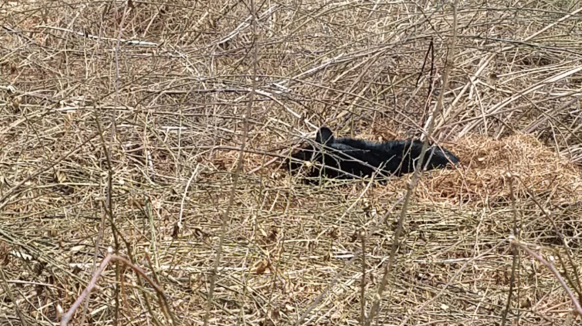 An image of a black bear making a winter den out of pine needles in a blackberry thicket