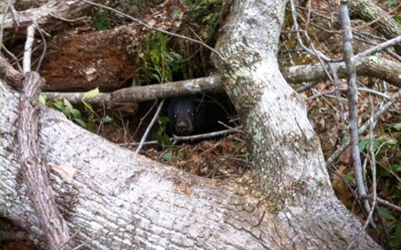 Find a Bear Den, Leave it Alone - N.C. Wildlife Resources Commission