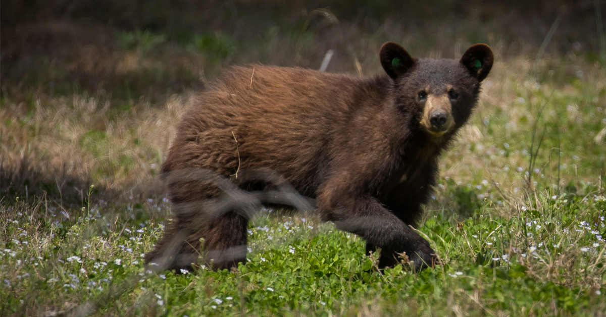 what to do if you see a bear with your dog