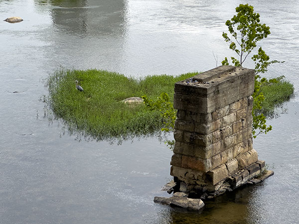 Scan the rocks, islands, and bridge pillars for gulls, waterfowl, and long-legged waders like this great blue heron. Photo Credit: Lisa Mease