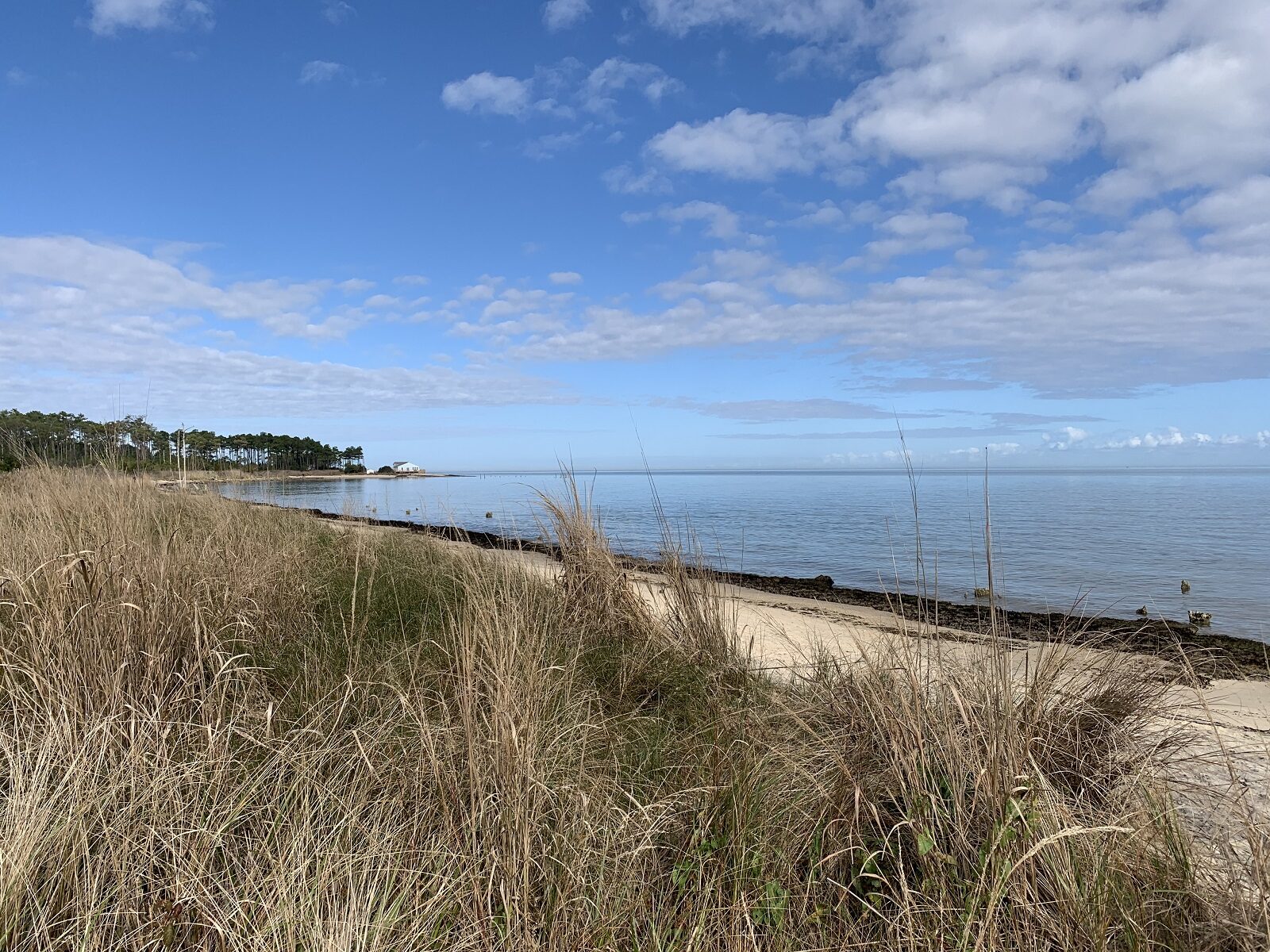 The foreground is beachgrass and in the background a sandy beach is visible on the far right a smattering of pine trees can be seen; this is Bethel Beach Natural Area Preserve