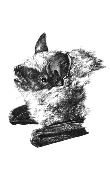 An image of Big Brown Bat