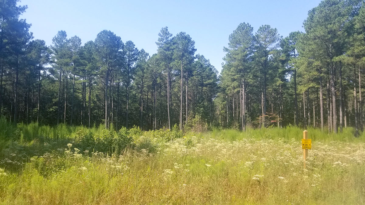 One of the proposed pollinator meadows at Big Woods WMA