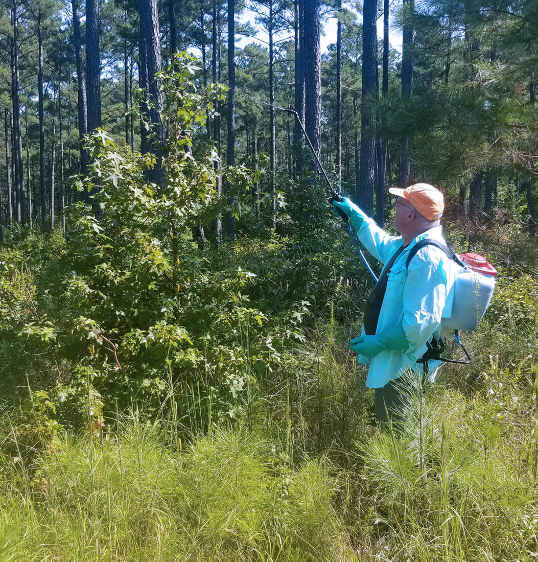 DWR staff Spraying to remove understory at Big Woods WMA
