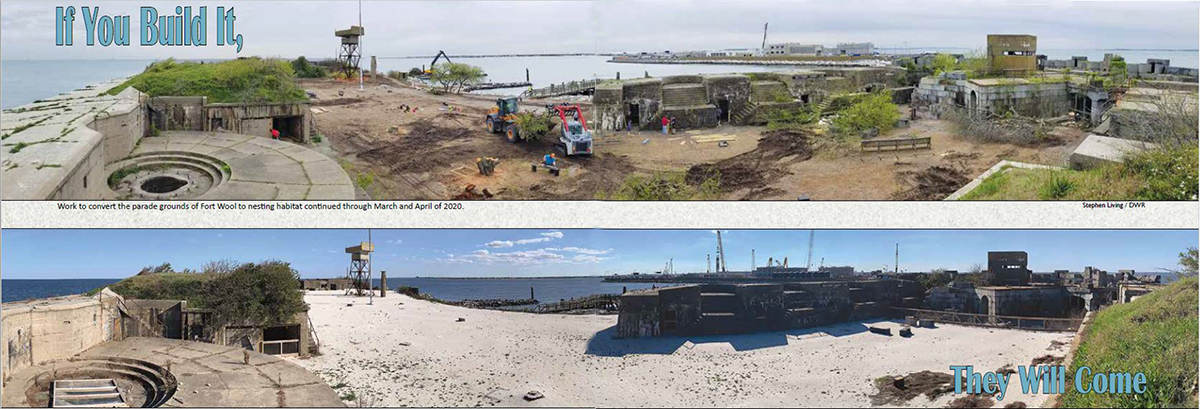 The before and after images of the shorebird nesting grounds showing protective measures taken and nesting sites built with the text "if you build it, they will come"