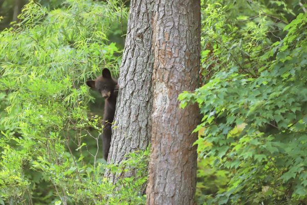 An image of a young bear in a tree waiting for its mother