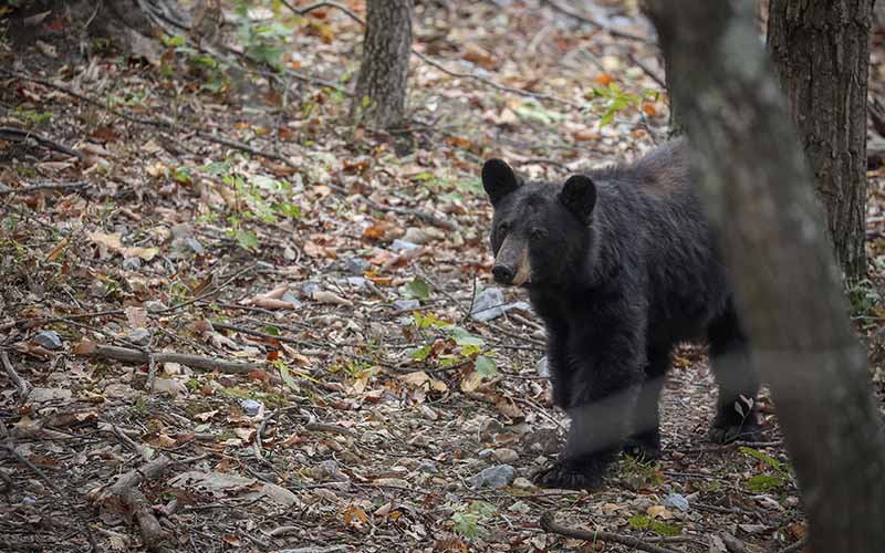 Black bears are emerging from their winter dens early, in search of food -  VTDigger
