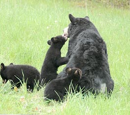 An adult bear with three cubs in a grassy field.