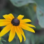 A photo of a single Black-eyed Susan flower