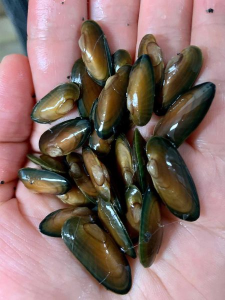 An image of Black Sandshell