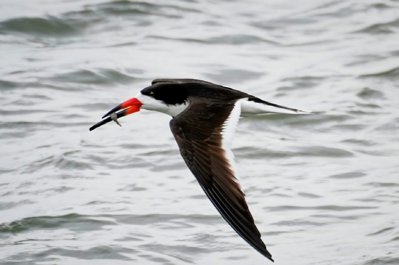 An image of a black skimmer flying above the water with a fish in it's bill; the black skimmer is a seabird with a black back and white belly. It's most distinctive feature is it's black tipped orange bill.