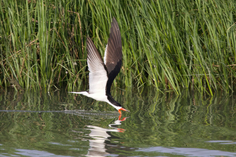 An image of a black skimmer a small shorebird with a white belly and a black back, neck and wings; flying above the marsh water with it's lower tip of the beak inside the water to skim for food