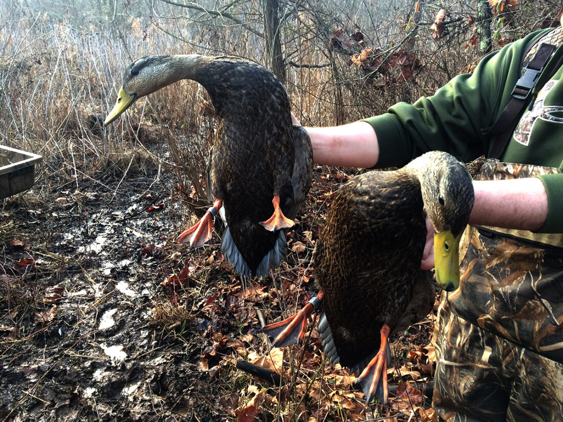 An image of two black ducks which have been banded being held by a DWR employee