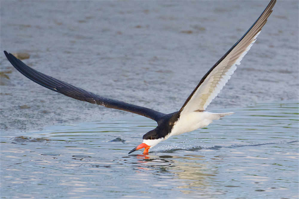 A close up image of a black skimmer skimming for food