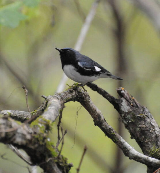 An image of a black throated blue warbler which is a small songbird with a black back and white underbelly coupled with a large white spot on it's wing much like that of a northern mockingbird.