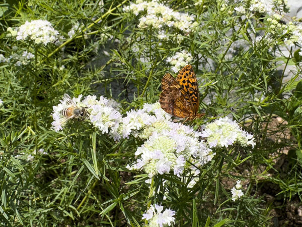 A honey bee and meadow fritillary enjoy the narrowleaf mountainmint along the Virginia Native Plant Trail. Photo Credit: Lisa Mease
