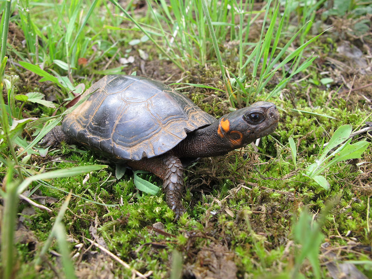 Keeping Bog Turtles Off the Brink | Virginia DWR