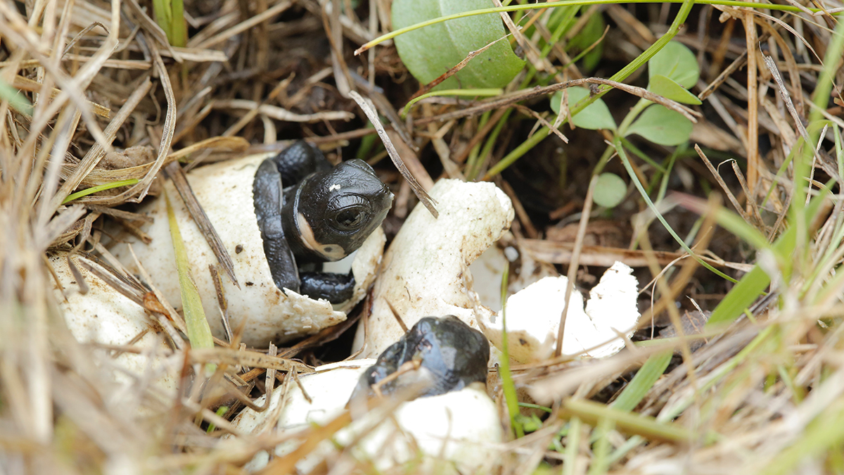 An image of two bog turtles hatching from eggs in an underground nest