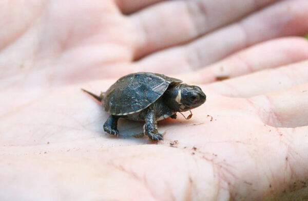An image of a cute baby turtle being held by a person